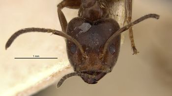 Media type: image;   Entomology 21319 Aspect: head frontal view
